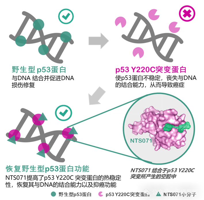 告别无药可用！针对实体瘤“最难”靶点TP53的靶向新药NTS071展现出巨大潜力！