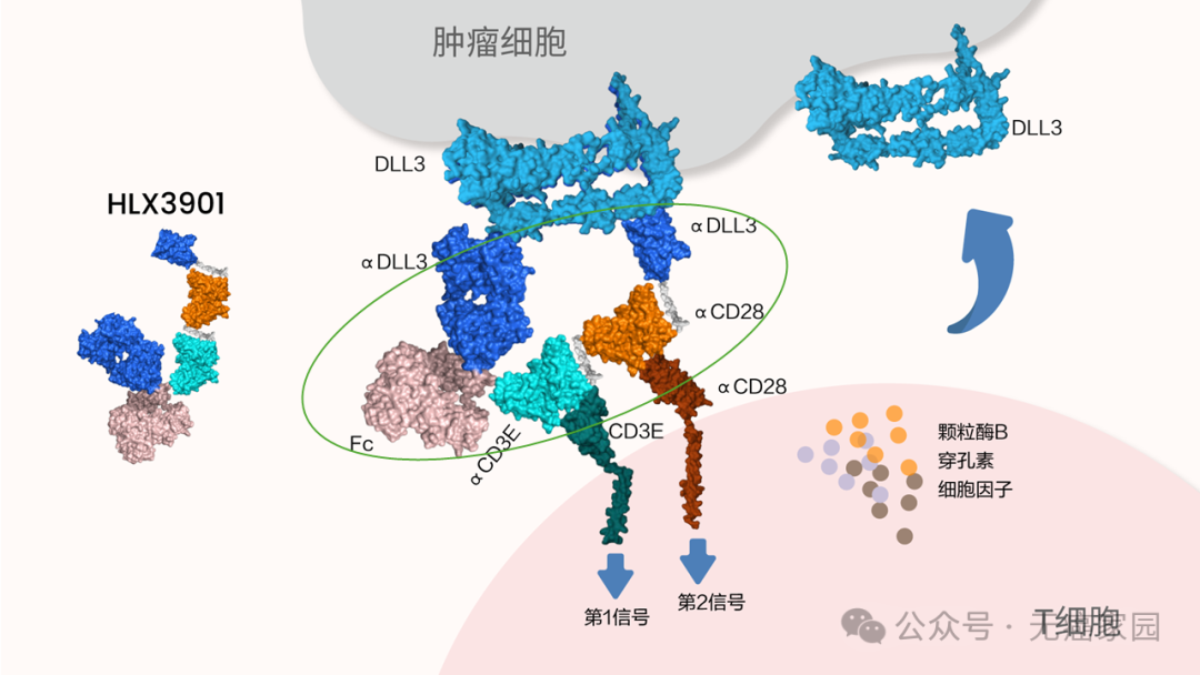 四款国研新药狙击肺癌、乳腺癌、肠癌、肝癌等实体瘤，化疗耐药、免疫失败后有救了！