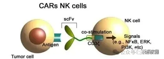 67%患者完全缓解！“智能”现货型CAR-NK疗法重拳出击，横扫胰腺癌、肺癌、结直肠癌等！
