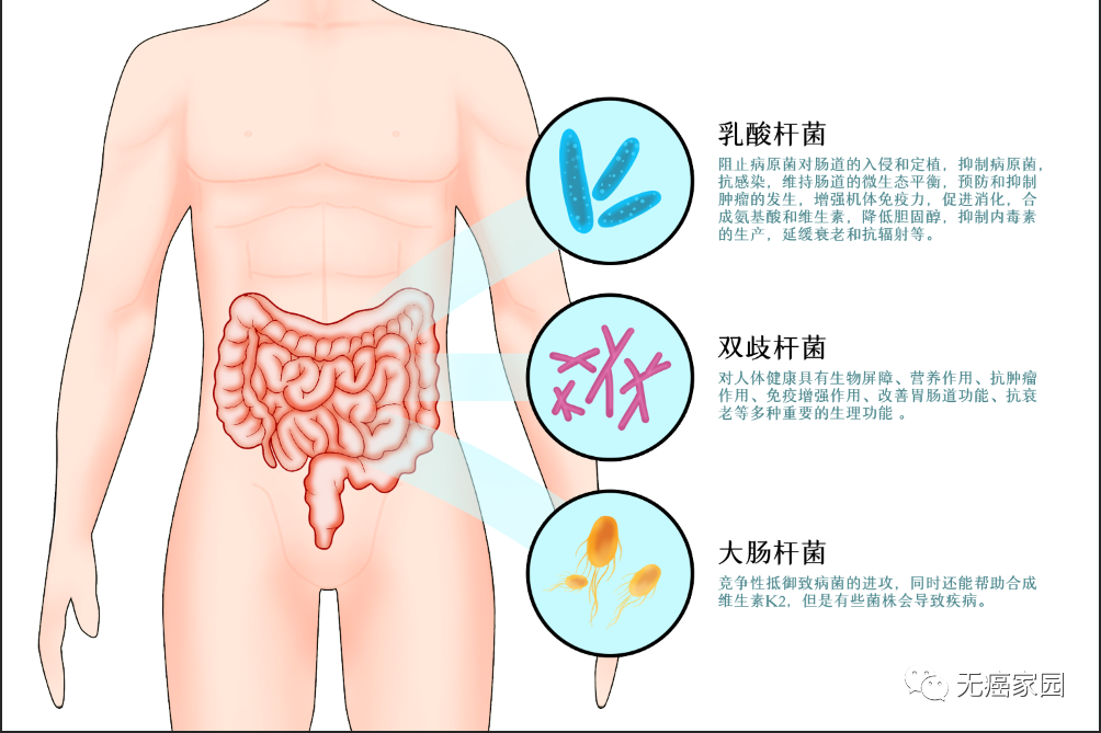 生存期提升超400%！延长超10个月！益生菌联合免疫治疗竟能辅助抗癌！