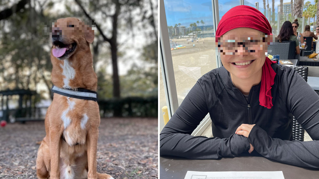 爱犬嗅出致命癌症！新型癌症疫苗让女主5年无癌，74%患者激活免疫